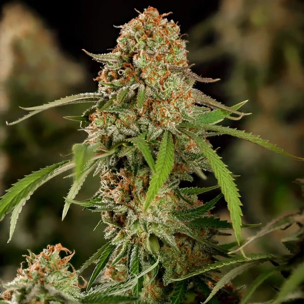 Alien OG