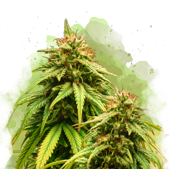 Amnesia Haze
