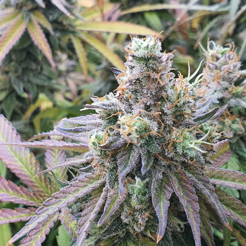 CBD Charlotte’s Angel