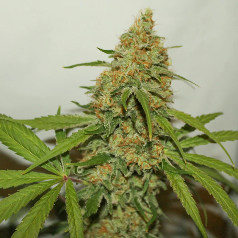 CBD Kush