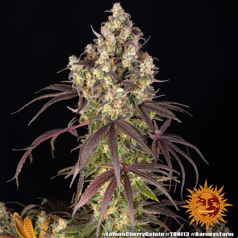 Lemon Cherry Gelato