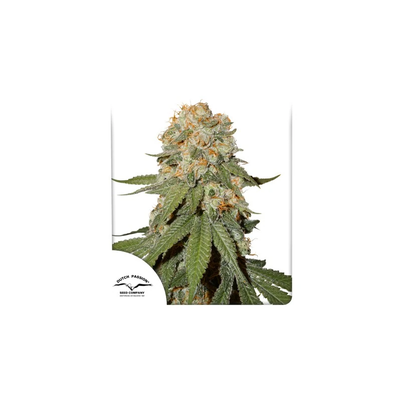 Orange Bud®